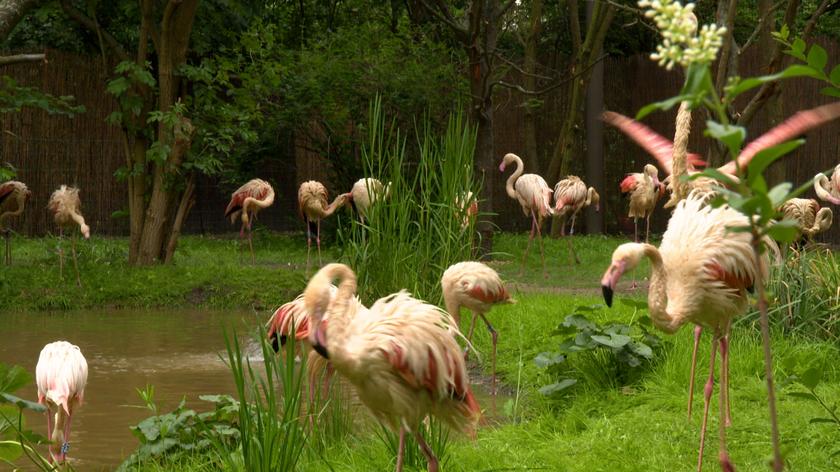 Flamingi z wrocławskiego zoo doczekały się luksusowej rezydencji