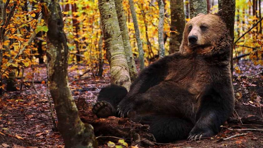 Niedźwiedzica Ema w Czechach