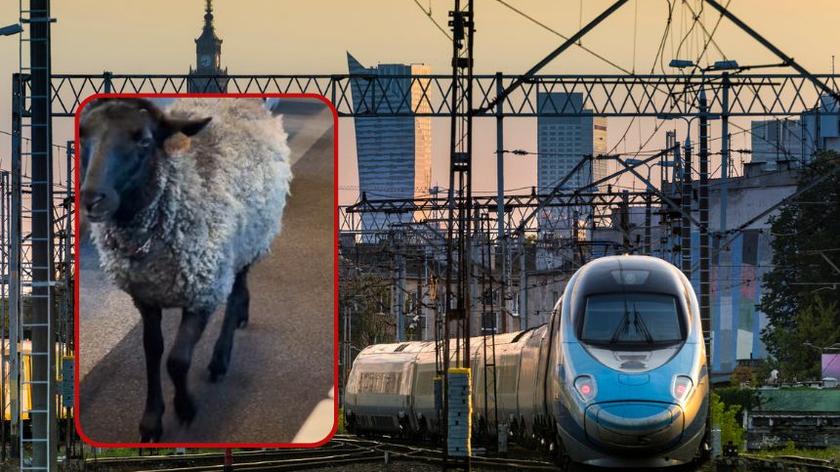 Owca w pampersie w Pendolino. Niezwykły pasażer wywołał sensację wśród podróżnych