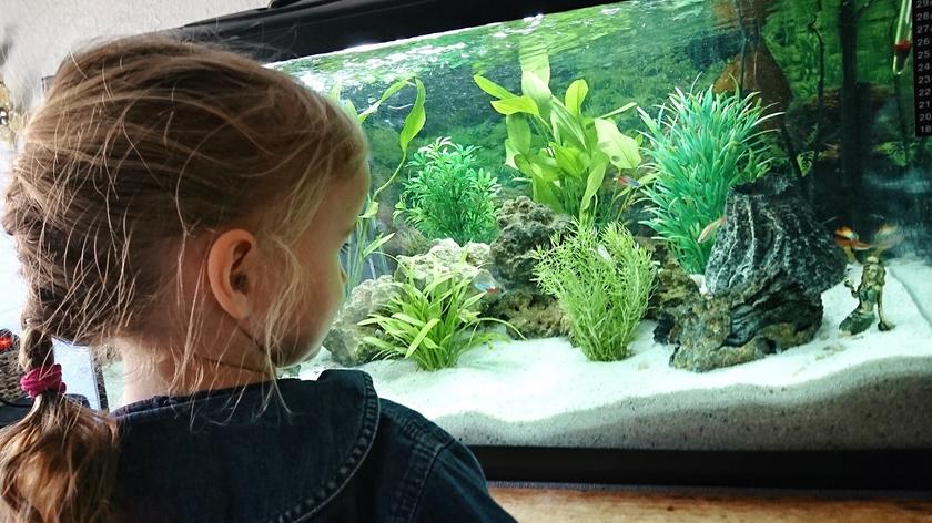 dziewczynka, która ogląda rybki w akwarium 
