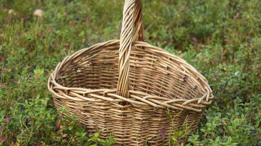 Koszyk podczas grzybobrania