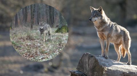Jak wilki reagują na zapach człowieka?