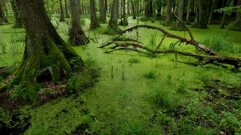 Dolina Baryczy – natura i atrakcje
