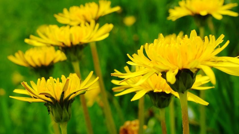 Łąka na której rosną mniszki lekarskie