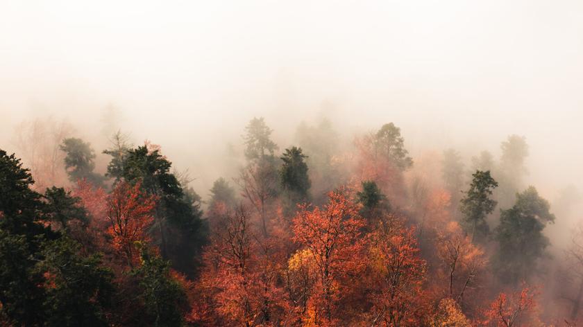 Mgła w jesiennym lesie