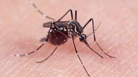 Wirus Chikungunya - jak bardzo jest groźny? 