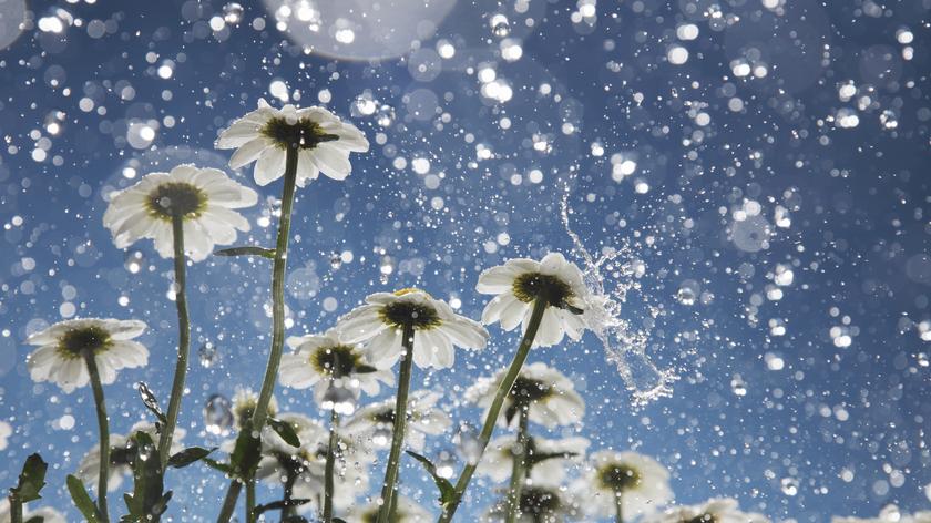 polne kwiaty w deszczu