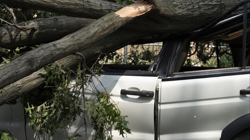 Samochód zniszczony przez drzewo