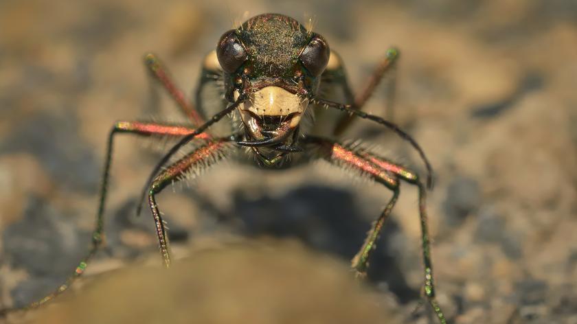 Cicindela sylvicola 