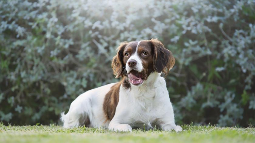 springer spaniel angielski
