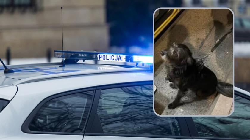 Pies pomógł odnaleźć zaginionego seniora. Mężczyzna z demencją leżał w zaroślach