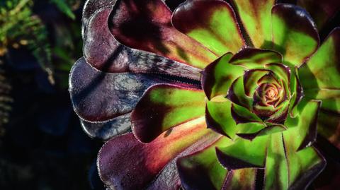 Eonium drzewiaste - uprawa, wymagania, choroby. Co warto wiedzieć? 