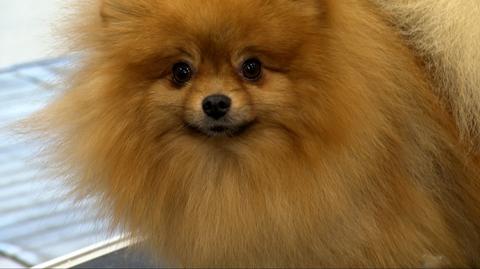 Pomeranian