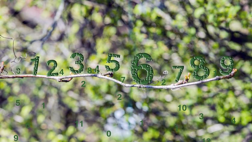 Cyfry na gałęzi drzewa, w tle liście