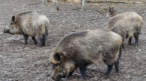 Ogniska afrykańskiego pomoru świń na Mazowszu