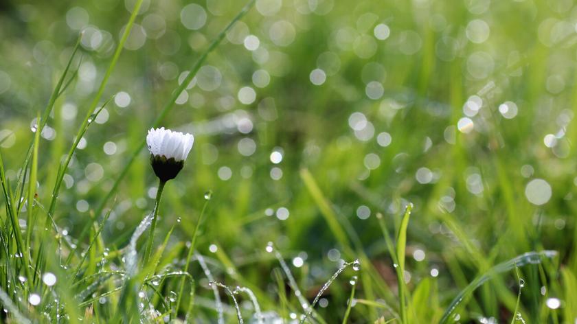 Stokrotka w zroszonej deszczem trawie