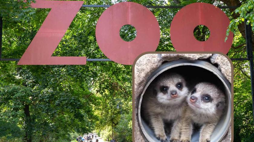 Brama ZOO, Surykatki