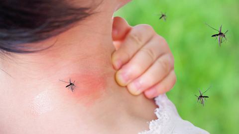 Żuławy. Plaga komarów atakuje mieszkańców
