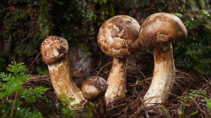 Gąska sosnowa, grzyb matsutake