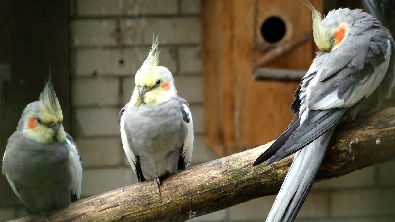 Papuga nimfa – jak ją oswoić?