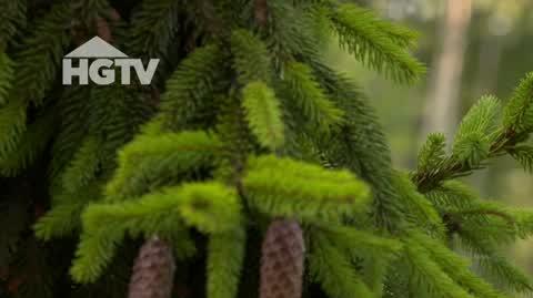 HGTV_NMWO_Las
