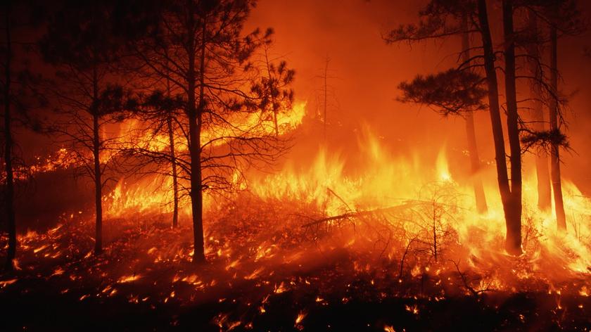 pożar lasu 