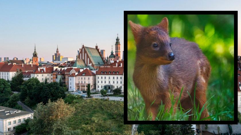 panorama Warszawy, nowo narodzony jeleń