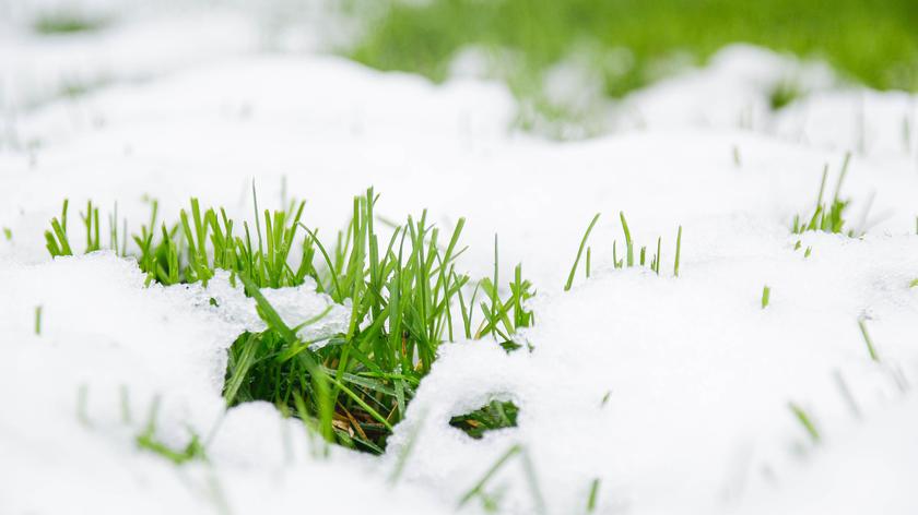 Śnieg na trawie