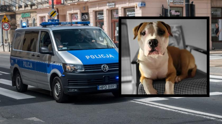 policja, pies