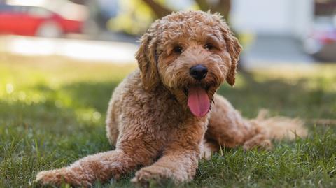 Goldendoodle