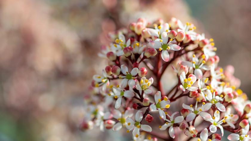 Skimie to niewielkie krzewy, nadające się do ogrodów o różnym charakterze. Mają piękne owoce i niezwykle ozdobne kwiaty.