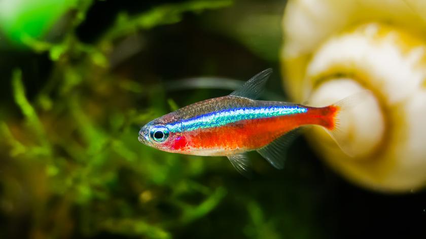 Rybka neonka