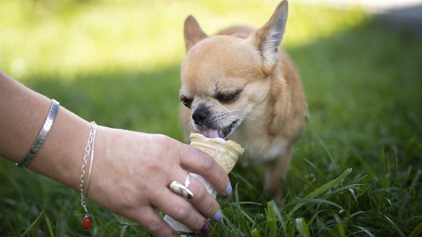 Pies jedzący lody