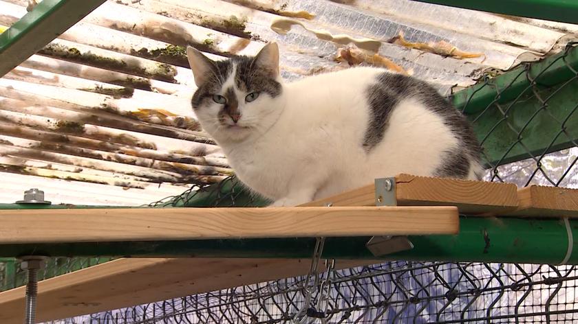 Kot z przytuliska w Gliwicach