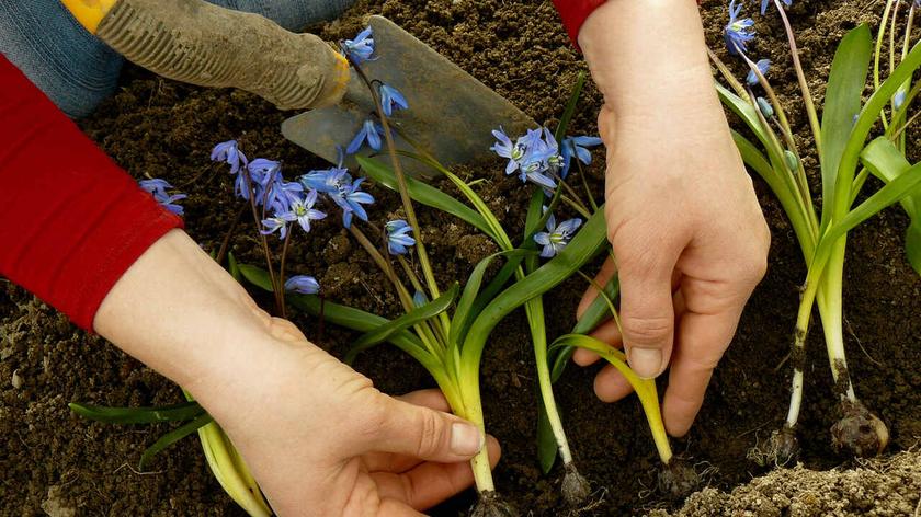 Osoba rozsadzająca kwiaty