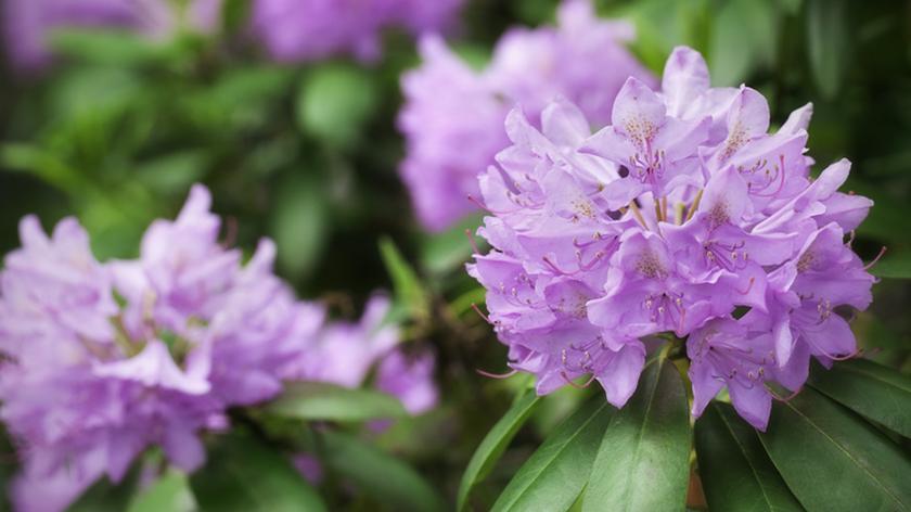 Fioletowy rododendron. Pielęgnacja roślin.