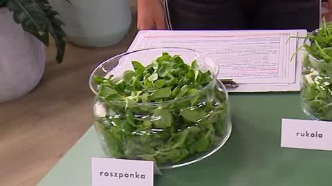 DD_20241115_Salata_REP_napisy