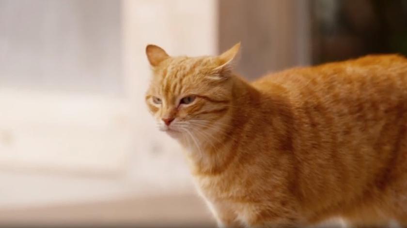 "Bitwa o gości" - kot