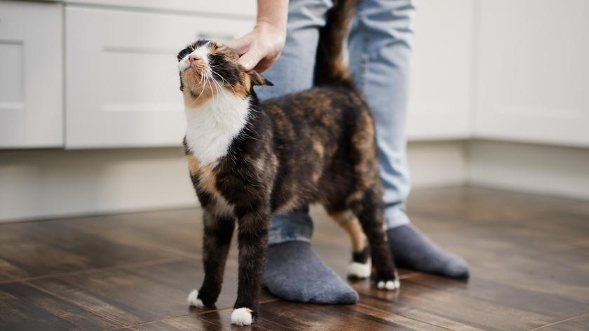 Kot witający się z właścicielem