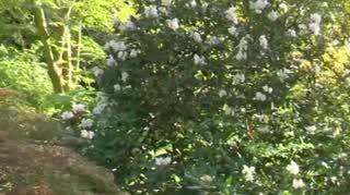 W Rogowie wiosna rozkwita! Magiczne arboretum 