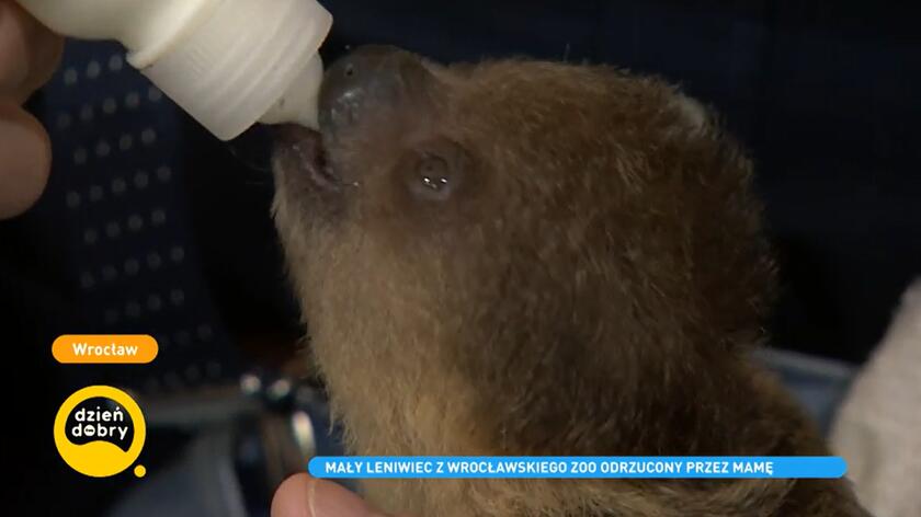 Mały leniwiec z wrocławskiego zoo odrzucony przez mamę