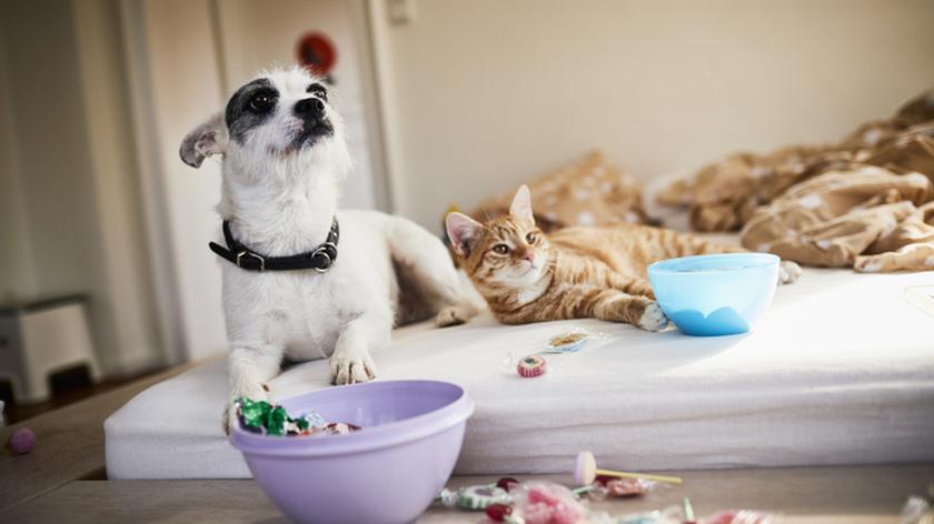 Kot i pies na materacu. Zwierzęta domowe. Akcesoria dla zwierząt.