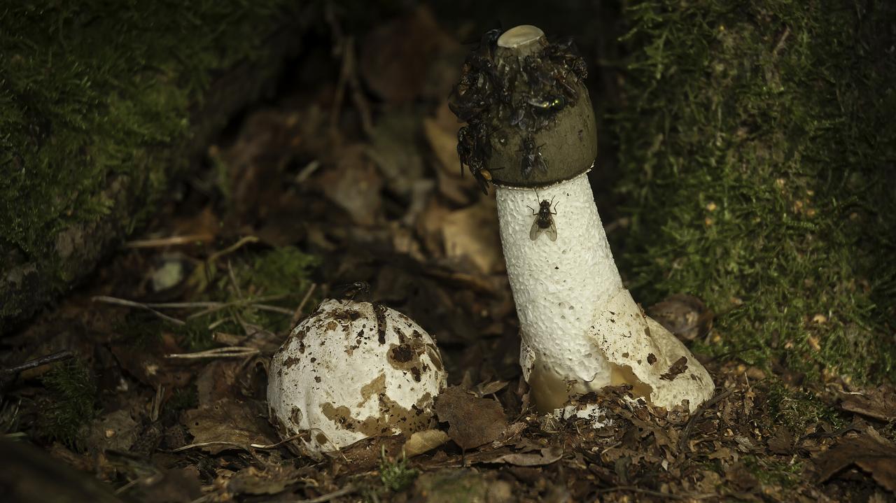 Sromotnik smrodliwy i czarcie jajo rosnące w lesie