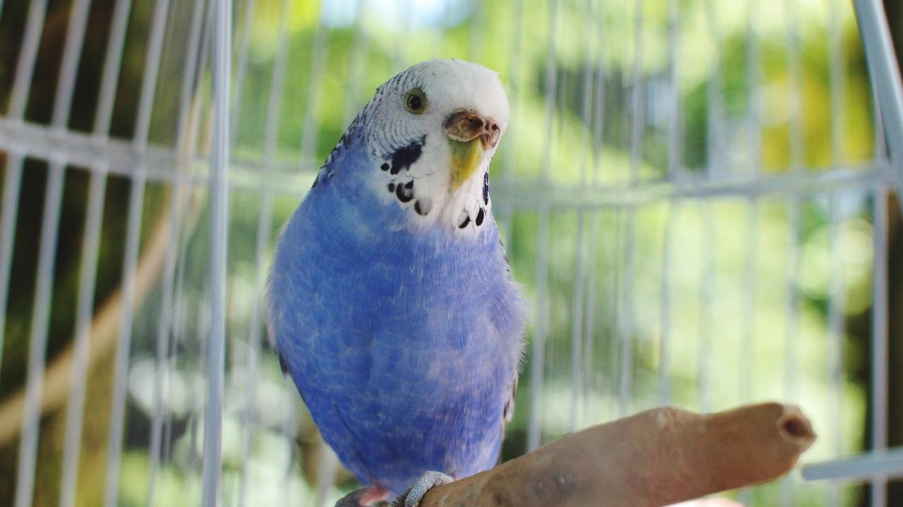 Papużka falista w klatce 