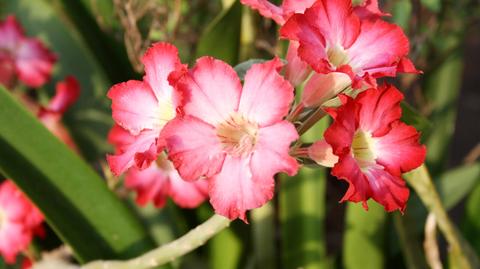 Róża pustyni, czyli adenium - pielęgnacja, choroby. Co warto wiedzieć?