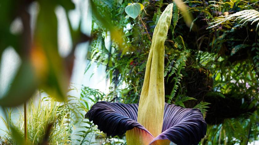 Amorphophallus titanum (titan arum) w Warszawie, Polska, 14 czerwca 2021 r.