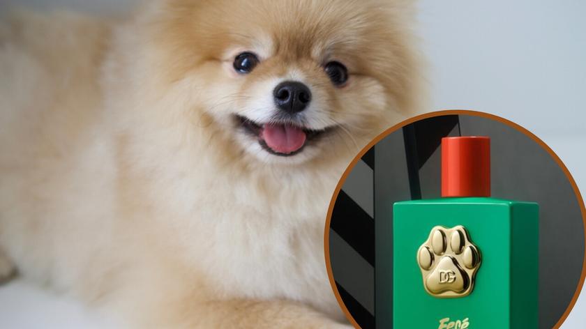 Szczeniak rasy Pomeranian, perfumy dla psów