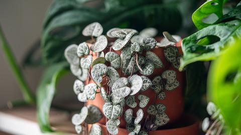 Ceropegia (świecznica) - jak ją uprawiać? 