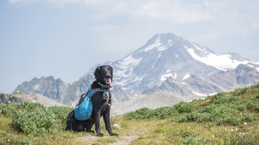  flat coated retriever w górach