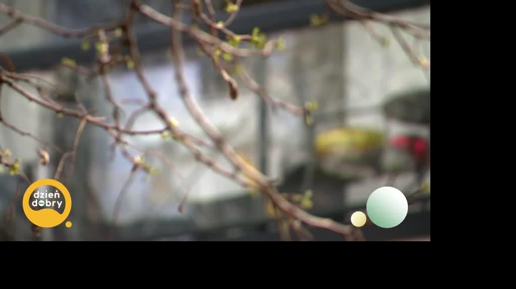 DD_20250508_Balkon_rep